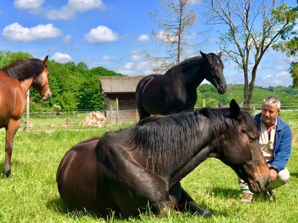 Constellations Familiales et Systémiques – Humains et Chevaux