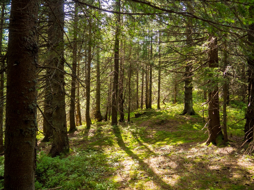 Quand la forêt nous enseigne la résilience